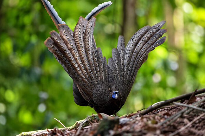 Burung