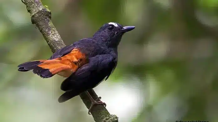 Kucica-Ekor-Kuning.jpg Rare Birds