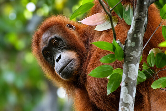 Orangutan1 Orangutan