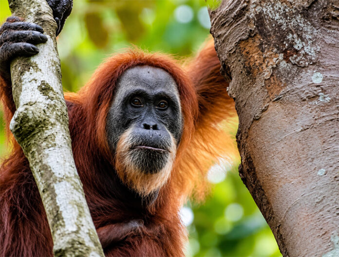 Orangutan2 Bukit Lawang day