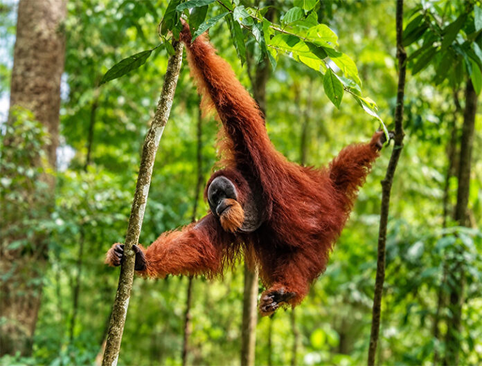 Orangutan3