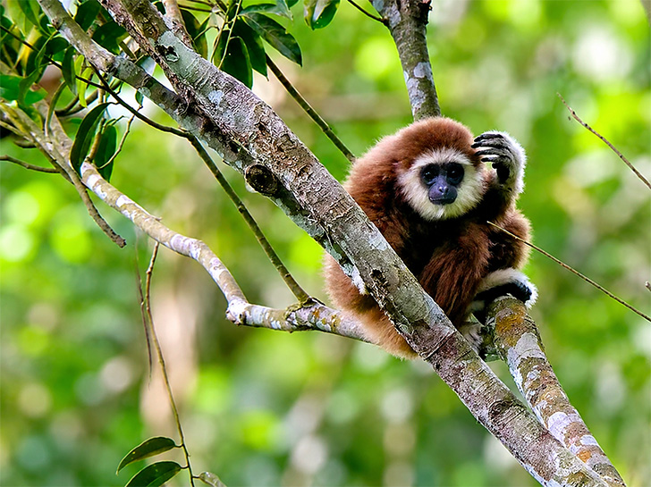 Orangutan4
