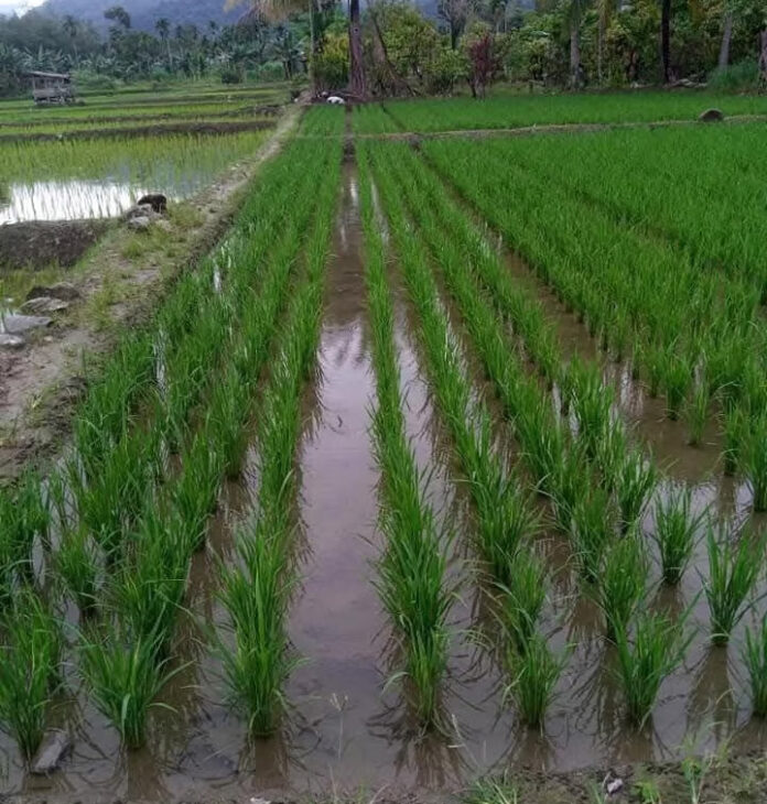 Sawah