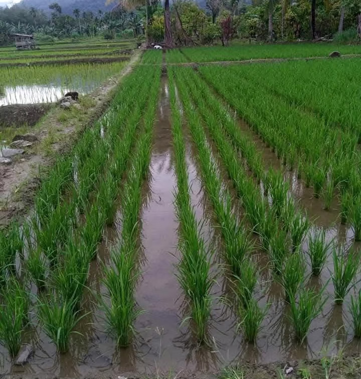 Sawah